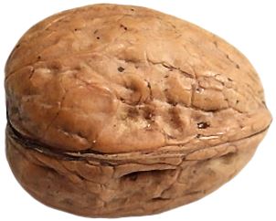 walnut